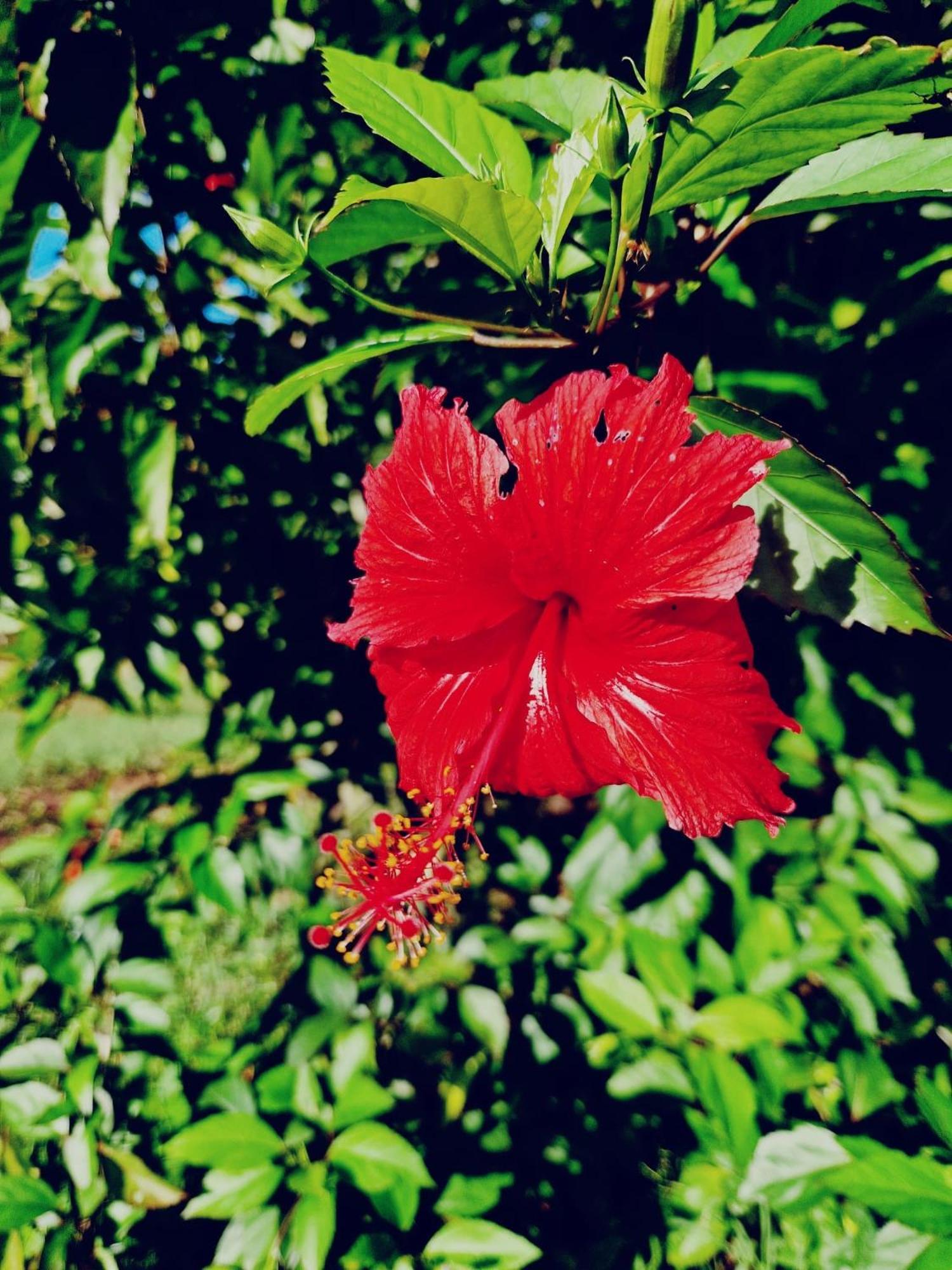 Monkey Mountain Lodge Mtende